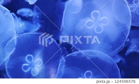 Glowing blue jellyfish swimming in dark aquarium water 124506576