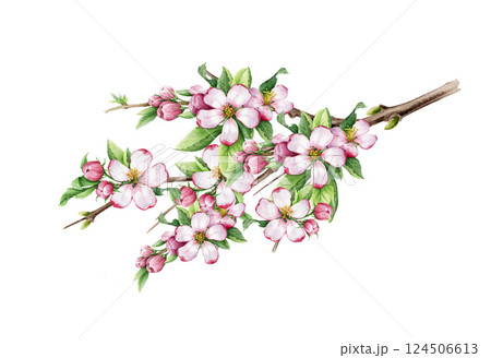 Hand drawn spring season tree branch with flowers and small green leaves isolated on white background. Watercolor painted illustration. Springtime blooming apple tree branch with tender pink blossoms 124506613