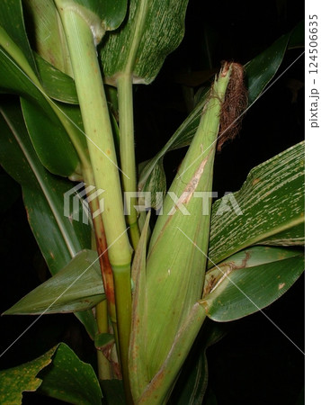 ガーナ生活　☆mar_lapin 124506635