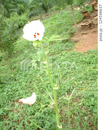 ガーナ生活　☆mar_lapin 124506637