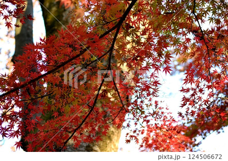 紅葉したモミジの枝 124506672