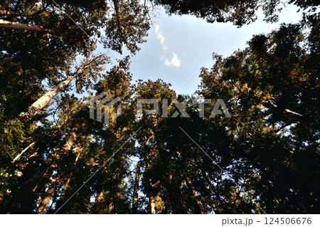 森の中から見上げた空と木々 森の中から見上げた空と木々 124506676