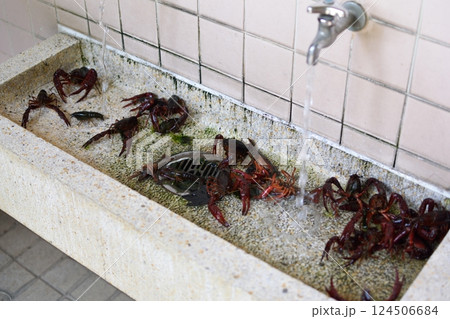 洗い場で水にさらされるザリガニたち 洗い場で水にさらされるザリガニたち 124506684
