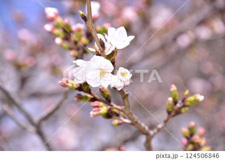 桜見日和 桜見日和 124506846