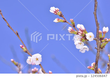 桜見日和 桜見日和 124506847