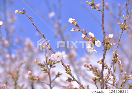 桜見日和 桜見日和 124506852