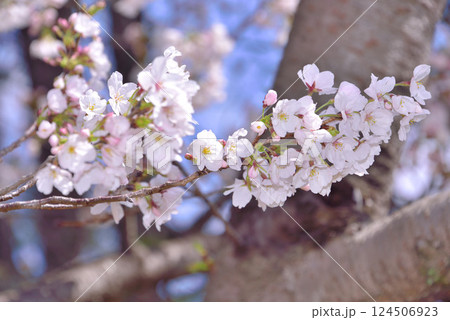 桜見日和　 124506923