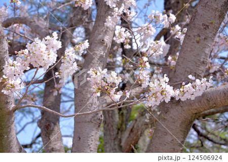 桜見日和　 124506924