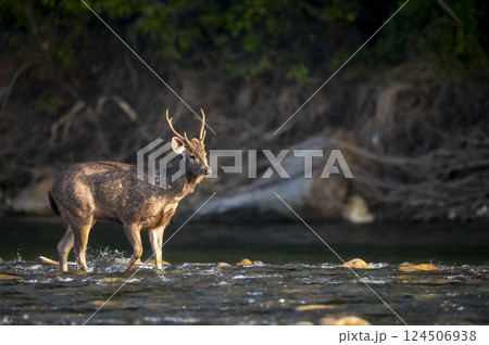 wild male sambar deer or rusa unicolor side profile walking in fast flowing ramganga river water in winter morning light at dhikala zone of jim corbett national park forest reserve uttarakhand india wild male sambar deer or rusa unicolor side profile walking in fast flowing ramganga river water in winter morning light at dhikala zone of jim corbett national park forest reserve uttarakhand india 124506938