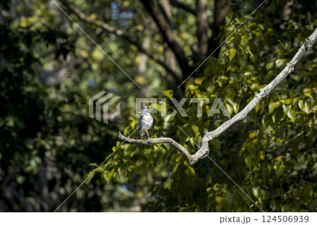 Crested kingfisher or Megaceryle lugubris perched on branch in natural green background winter season at dhikala zone of jim corbett national park tiger reserve wild forest safari uttarakhand india 124506939