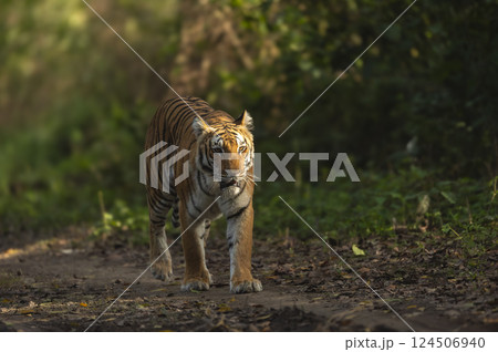 wild bengal male tiger panthera tigris at dhikala jim corbett national park forest reserve uttarakhand india tigress head on in natural green scenic background looking at camera winter evening safari wild bengal male tiger panthera tigris at dhikala jim corbett national park forest reserve uttarakhand india tigress head on in natural green scenic background looking at camera winter evening safari 124506940