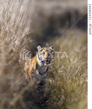 curious wild male bengal tiger or panthera tigris cub out from grassland with eye contact watching safari vehicles in winter evening safari at dhikala zone jim corbett national park uttarakhand india 124506941