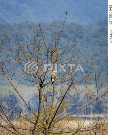 Grey headed Fish Eagle or Ichthyophaga ichthyaetus and collared falconet Microhierax caerulescens two raptor bird of prey perched on same tree in safari at dhikala zone jim corbett national park india 124506942