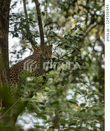 wild male leopard or panther or panthera pardus with eye contact resting on natural green tree branch in winter season safari at dhikala zone jim corbett national park forest uttarakhand india 124506944