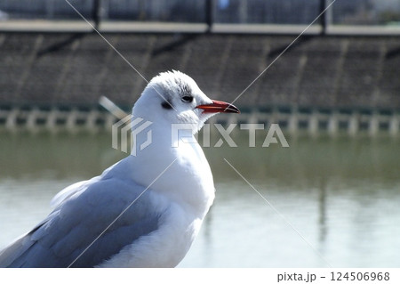 池のカモメ 124506968