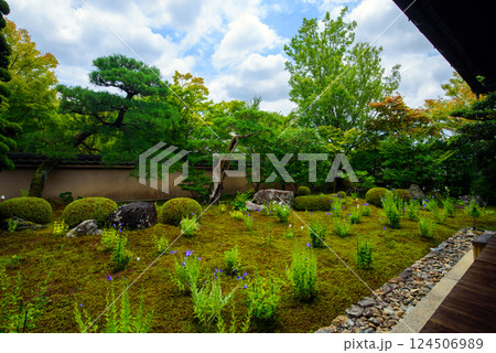 京都　天得院　桔梗の庭 124506989