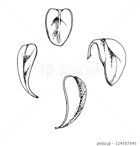Green leaves of bush tree flower foliage, cranberry lingonberry boxwood blueberry vector hand drawn in ink. Isolated botanical illustration. Wedding, florist shop, scrapbooking, decoupage, cosmetics 124507345