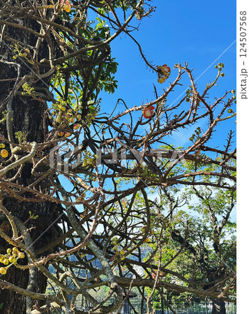 花の咲いたホウガンボクの枝、聖樹、スリランカの沙羅双樹 花の咲いたホウガンボクの枝、聖樹、スリランカの沙羅双樹 124507568