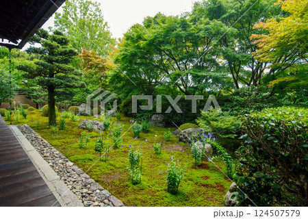 京都 天得院 桔梗の庭 京都 天得院 桔梗の庭 124507579