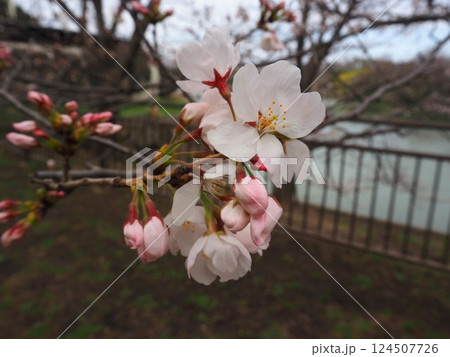 桜のクローズアップ写真 124507726