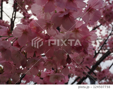 桜のクローズアップ写真 124507738