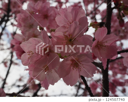 桜のクローズアップ写真 桜のクローズアップ写真 124507740