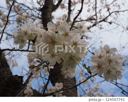 桜のクローズアップ写真 桜のクローズアップ写真 124507741