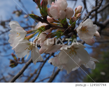 桜のクローズアップ写真 桜のクローズアップ写真 124507744