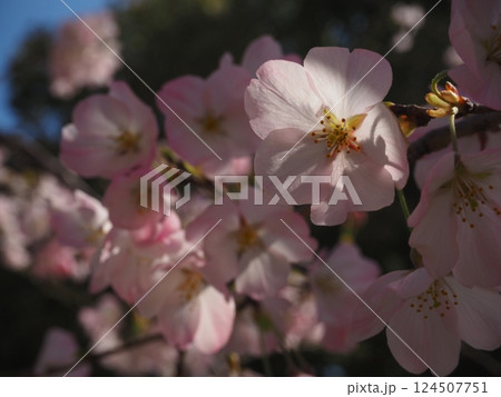 桜のクローズアップ写真 桜のクローズアップ写真 124507751