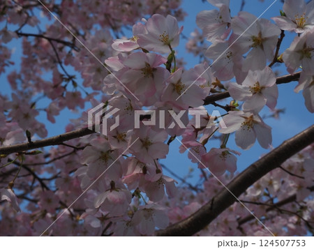 桜のクローズアップ写真 124507753
