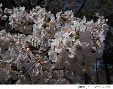 桜のクローズアップ写真 桜のクローズアップ写真 124507769