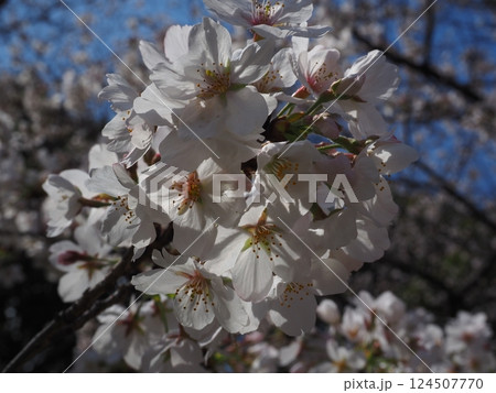 桜のクローズアップ写真 124507770