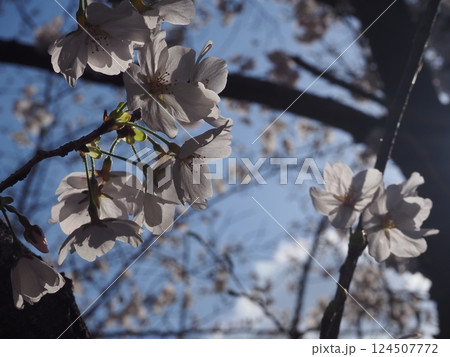 桜のクローズアップ写真 桜のクローズアップ写真 124507772