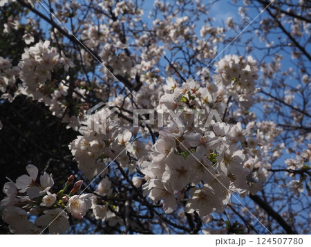 桜のクローズアップ写真 桜のクローズアップ写真 124507780