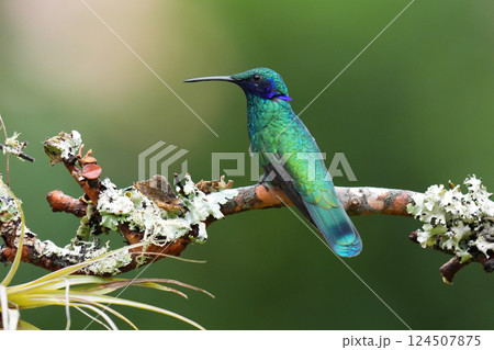 アオミミハチドリ 124507875
