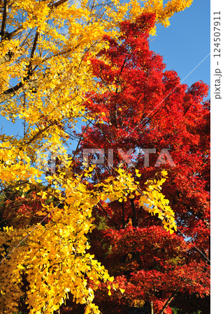 乾坤院の紅葉 124507911