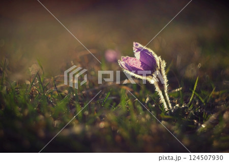 Spring background with flowers in meadow. Pasque Flower (Pulsatilla grandis) 124507930