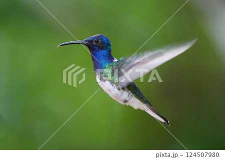 シロエリハチドリの雄 124507980