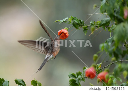 オオハチドリ 124508123