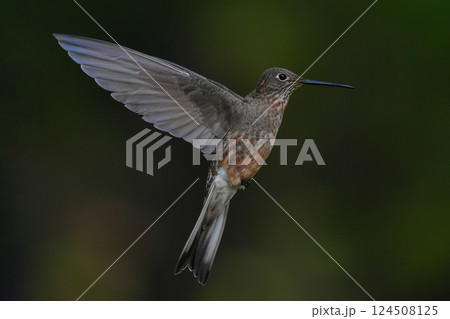 オオハチドリ 124508125