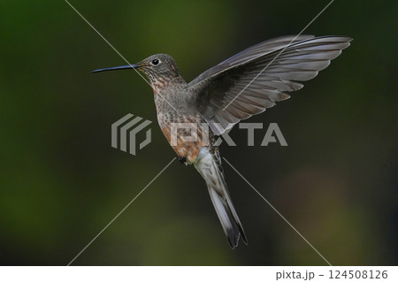 オオハチドリ 124508126