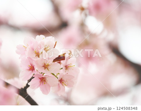 春の訪れを告げる満開の桜 124508348