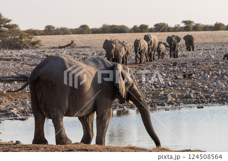 Bathing Elephants in Etosha Bathing Elephants in Etosha 124508564