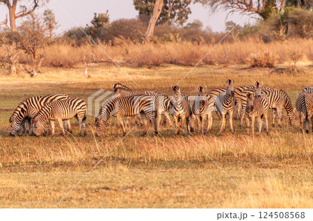 A herd of Zebras roaming the Okavango Delta A herd of Zebras roaming the Okavango Delta 124508568