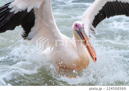Pelican in Walvis Bay Pelican in Walvis Bay 124508569