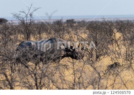 Black Rhino in Etosha 124508570