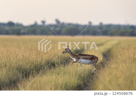 wild female blackbuck or antilope cervicapra or Indian antelope at velavadar national park gujrat india. blackbuck side profile crossing forest tack in golden hour winter light in grassland landscape wild female blackbuck or antilope cervicapra or Indian antelope at velavadar national park gujrat india. blackbuck side profile crossing forest tack in golden hour winter light in grassland landscape 124508676