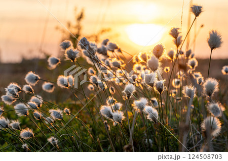 High Fens, Eifel, Belgium 124508703
