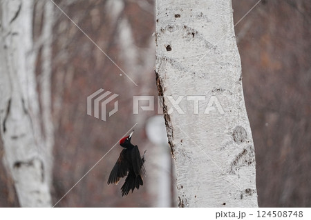 ねぐらに帰ってきたクマゲラ ねぐらに帰ってきたクマゲラ 124508748