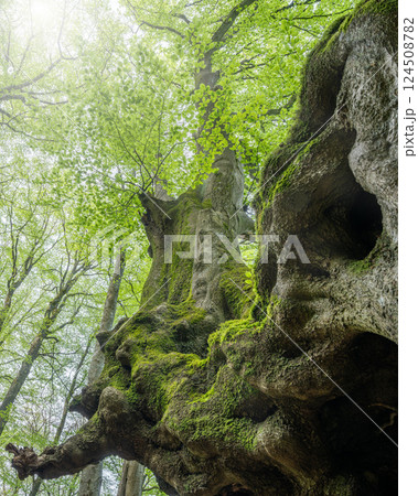 Eifel, Rhineland-Palatinate, Germany Eifel, Rhineland-Palatinate, Germany 124508782